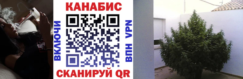 купить наркотики сайты  Орлов  Шишки марихуана тримм 